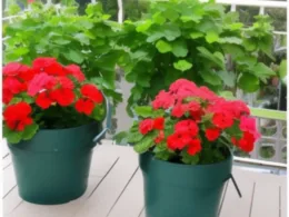 Jak sadzić pelargonie na balkonie? Poradnik dla początkujących