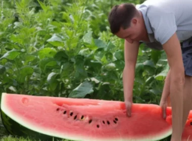Kiedy sadzić arbuzy w Polsce?