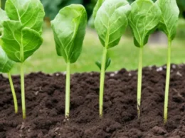 Kiedy sadzić cukinię do gruntu z rozsady?