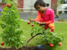 Kiedy sadzić drzewka owocowe