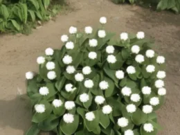 Kiedy sadzić liliowce
