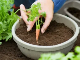 Kiedy sadzić marchew i pietruszkę?