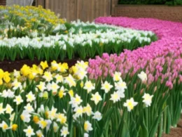 Kiedy sadzić narcyze i tulipany?