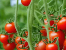 Kiedy sadzić pomidory?