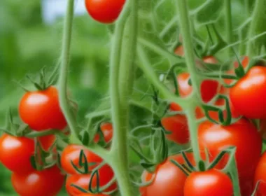 Kiedy sadzić pomidory?