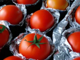 Kiedy sadzić pomidory w folii?
