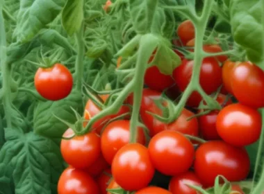 Kiedy sadzić pomidory w szklarni? Poradnik dla początkujących
