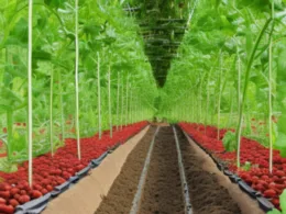 Kiedy sadzić pomidory w tunelu?