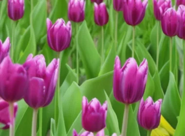 Kiedy sadzić tulipany - najlepszy czas na posadzenie cebul
