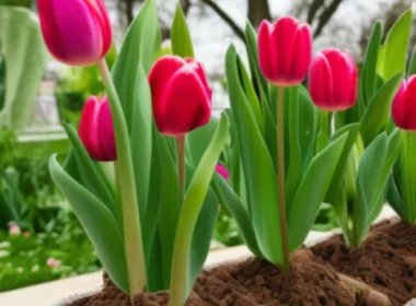 Kiedy sadzić tulipany w donicy?