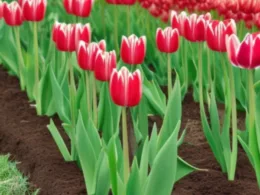 Kiedy sadzić tulipany z cebulek?