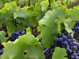 Kiedy sadzić winogron?