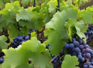 Kiedy sadzić winogron?
