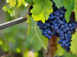 Kiedy sadzić winogrona?