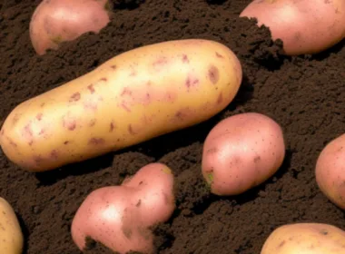 Kiedy sadzić ziemniaki?