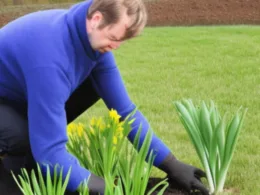 Kiedy sadzić żonkile i tulipany?